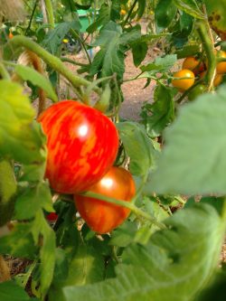 Exif_JPEG_420 Exif_JPEG_420