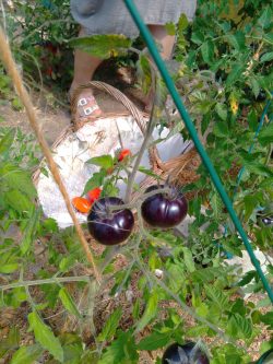 Exif_JPEG_420 Exif_JPEG_420