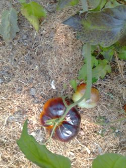 Exif_JPEG_420 Exif_JPEG_420