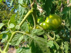 Exif_JPEG_420 Exif_JPEG_420